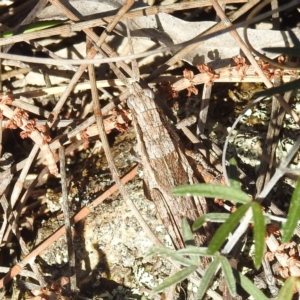 Coryphistes ruricola at Majura, ACT - 16 Sep 2023 01:50 PM