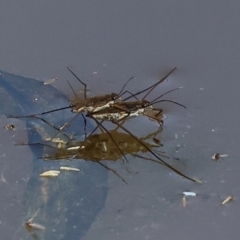Unidentified Water or Shore Bug (several families) at Wodonga, VIC - 16 Sep 2023 by KylieWaldon