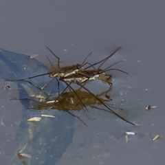 Tenagogerris euphrosyne (Water Strider) at Wodonga, VIC - 16 Sep 2023 by KylieWaldon