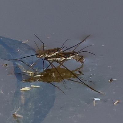 Unidentified Water or Shore Bug (several families) at Wodonga, VIC - 16 Sep 2023 by KylieWaldon