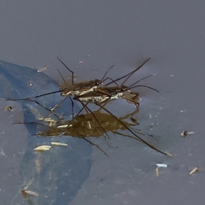 Tenagogerris euphrosyne at Wodonga - 16 Sep 2023 by KylieWaldon