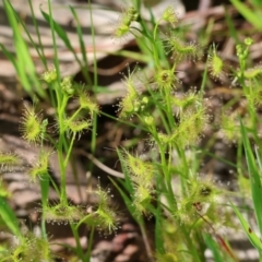 Drosera gunniana (Pale Sundew) at Wodonga - 16 Sep 2023 by KylieWaldon