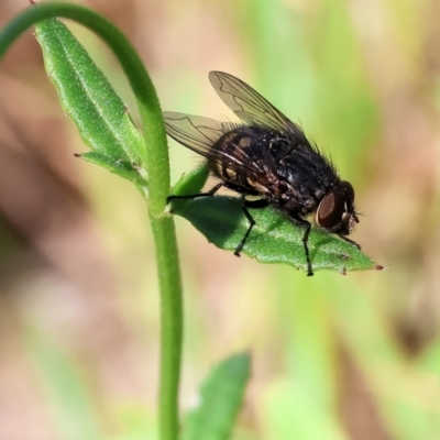 Tachinidae (family) (Unidentified Bristle fly) at Wodonga, VIC - 16 Sep 2023 by KylieWaldon