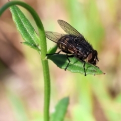 Unidentified Bristle Fly (Tachinidae) at Wodonga, VIC - 16 Sep 2023 by KylieWaldon