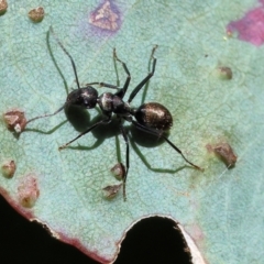 Unidentified Ant (Hymenoptera, Formicidae) at Wodonga - 16 Sep 2023 by KylieWaldon