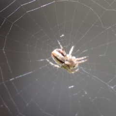 Unidentified Spider (Araneae) at WREN Reserves - 16 Sep 2023 by KylieWaldon