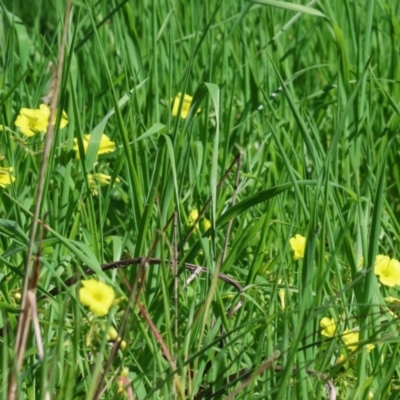 Oxalis sp. (Wood Sorrel) at WREN Reserves - 16 Sep 2023 by KylieWaldon