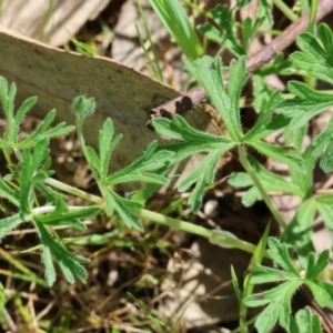 Geranium sp. at Wodonga, VIC - 16 Sep 2023 10:17 AM