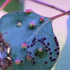 Unidentified Eucalyptus Gall at Wodonga - 16 Sep 2023 by KylieWaldon