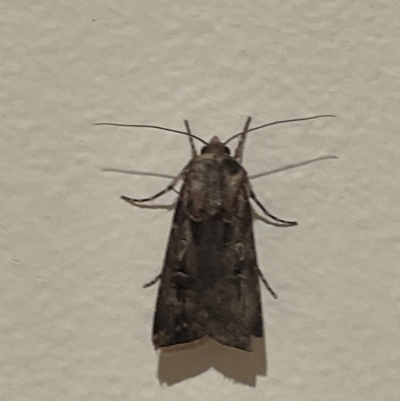 Agrotis munda (Brown Cutworm) at Jerrabomberra, NSW - 16 Sep 2023 by Mavis