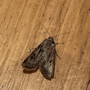 Agrotis munda at Jerrabomberra, NSW - 16 Sep 2023