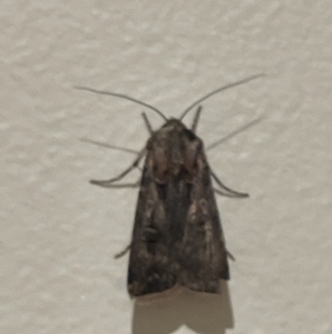 Agrotis munda at Jerrabomberra, NSW - suppressed