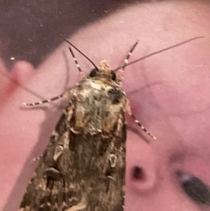 Agrotis munda at Jerrabomberra, NSW - suppressed