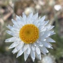 Leucochrysum albicans subsp. tricolor (Hoary Sunray) at Jerrabomberra, NSW - 15 Sep 2023 by Mavis