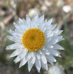 Leucochrysum albicans subsp. tricolor (Hoary Sunray) at Jerrabomberra, NSW - 16 Sep 2023 by Mavis