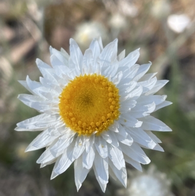 Leucochrysum albicans subsp. tricolor (Hoary Sunray) at Jerrabomberra, NSW - 15 Sep 2023 by Mavis