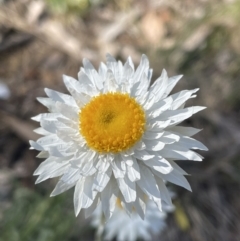 Leucochrysum albicans subsp. tricolor at Jerrabomberra, NSW - suppressed