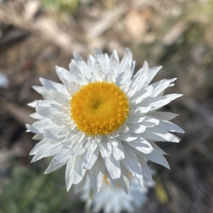 Leucochrysum albicans subsp. tricolor at Jerrabomberra, NSW - 16 Sep 2023