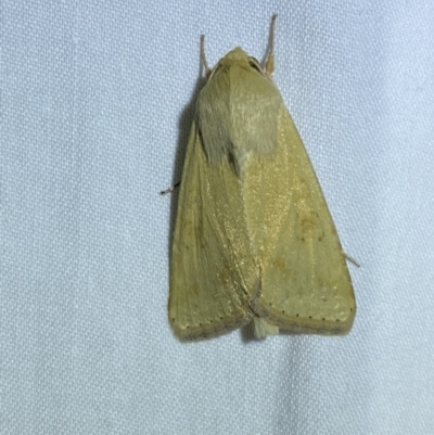 Helicoverpa (genus) (A bollworm) at Jerrabomberra, NSW - 16 Sep 2023 by SteveBorkowskis
