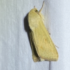 Helicoverpa (genus) at Jerrabomberra, NSW - 16 Sep 2023