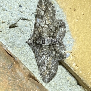 Cleora displicata at Jerrabomberra, NSW - suppressed