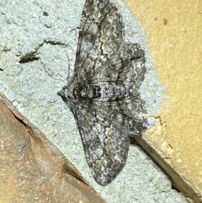 Cleora displicata (A Cleora Bark Moth (Boarmiini) at Jerrabomberra, NSW - 16 Sep 2023 by SteveBorkowskis