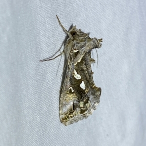 Chrysodeixis argentifera at Jerrabomberra, NSW - 16 Sep 2023