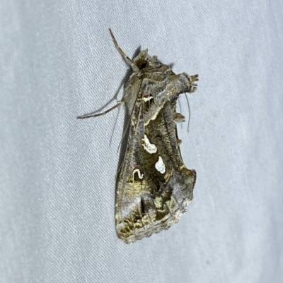 Chrysodeixis argentifera (Tobacco Looper) at Jerrabomberra, NSW - 16 Sep 2023 by SteveBorkowskis