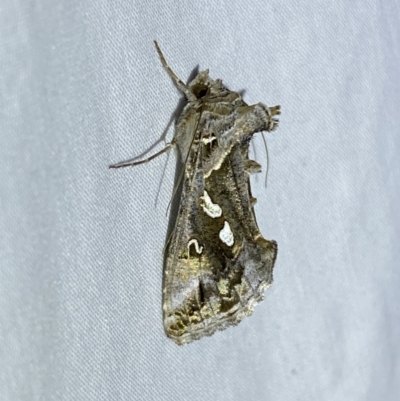 Chrysodeixis argentifera (Tobacco Looper) at Jerrabomberra, NSW - 16 Sep 2023 by Steve_Bok