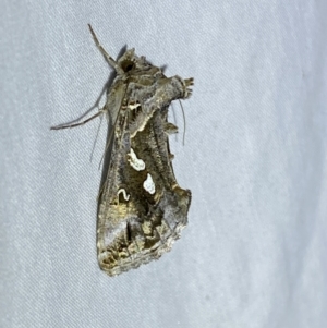 Chrysodeixis argentifera at Jerrabomberra, NSW - 16 Sep 2023