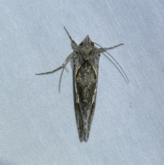 Chrysodeixis argentifera at Jerrabomberra, NSW - 16 Sep 2023