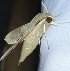 Hippotion scrofa (Coprosma Hawk Moth) at Jerrabomberra, NSW - 16 Sep 2023 by SteveBorkowskis