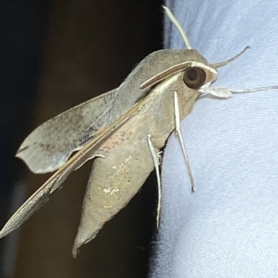 Hippotion scrofa (Coprosma Hawk Moth) at QPRC LGA - 16 Sep 2023 by Steve_Bok