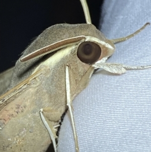 Hippotion scrofa at Jerrabomberra, NSW - 16 Sep 2023