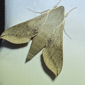 Hippotion scrofa at Jerrabomberra, NSW - 16 Sep 2023