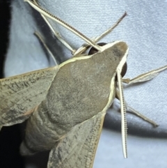 Hippotion scrofa at Jerrabomberra, NSW - 16 Sep 2023