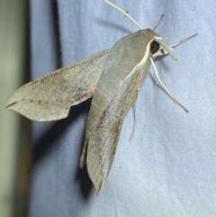 Hippotion scrofa at Jerrabomberra, NSW - 16 Sep 2023