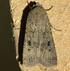 Agrotis infusa (Bogong Moth, Common Cutworm) at QPRC LGA - 16 Sep 2023 by Steve_Bok