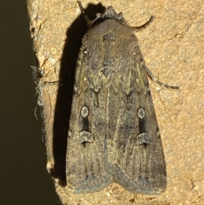 Agrotis infusa (Bogong Moth, Common Cutworm) at QPRC LGA - 16 Sep 2023 by Steve_Bok