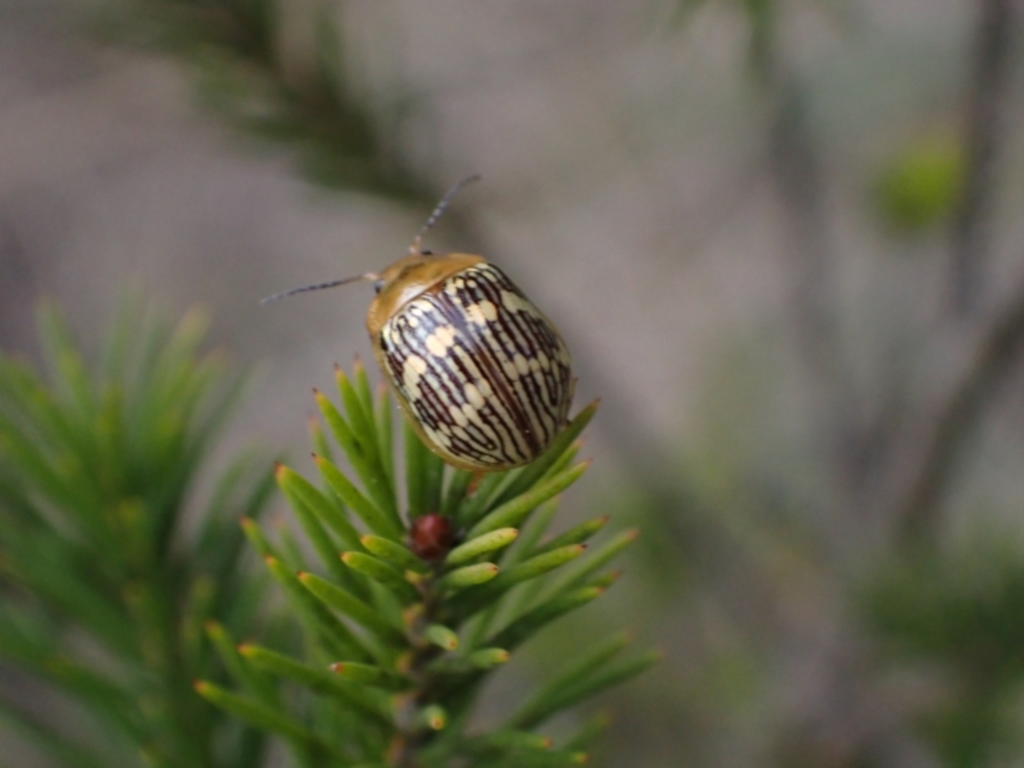 Paropsis pictipennis at Murrumbateman, NSW - 15 Sep 2023