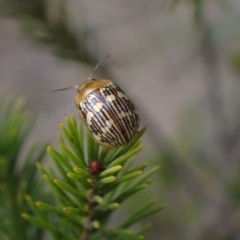 Paropsis pictipennis (Tea-tree button beetle) at Murrumbateman, NSW - 15 Sep 2023 by SimoneC