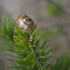 Paropsis pictipennis at Murrumbateman, NSW - 15 Sep 2023