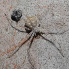 Tamopsis sp. (genus) at Wellington Point, QLD - 26 Aug 2023 by TimL