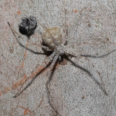 Tamopsis sp. (genus) (Two-tailed spider) at Wellington Point, QLD - 27 Aug 2023 by TimL