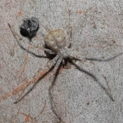 Unidentified Other hunting spider at Wellington Point, QLD - 26 Aug 2023 by TimL