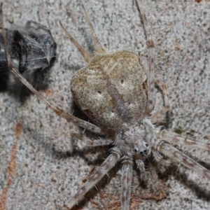 Tamopsis sp. (genus) at Wellington Point, QLD - 27 Aug 2023 09:51 AM