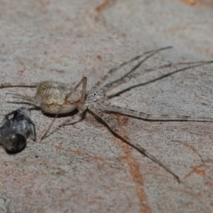 Tamopsis sp. (genus) at Wellington Point, QLD - 27 Aug 2023 09:51 AM