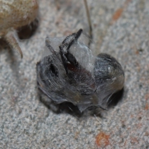 Tamopsis sp. (genus) at Wellington Point, QLD - 27 Aug 2023 09:51 AM