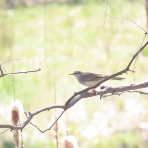 Cincloramphus mathewsi at Bellmount Forest, NSW - 16 Sep 2023