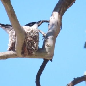 Myiagra inquieta at Bellmount Forest, NSW - 16 Sep 2023